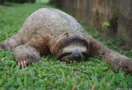 Sloth sleeping on grass