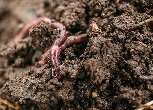 organic earthworms