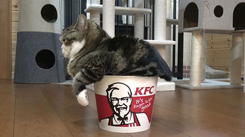 kitty in KFC bucket