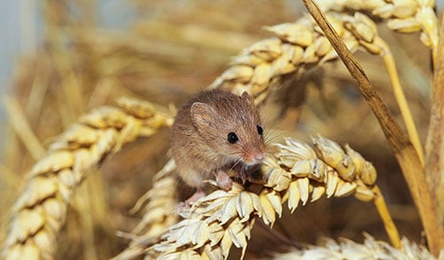 mouse in field
