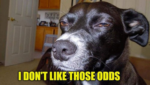 I don't like those odds dog
